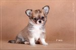 Щенки чихуахуа большой выбор